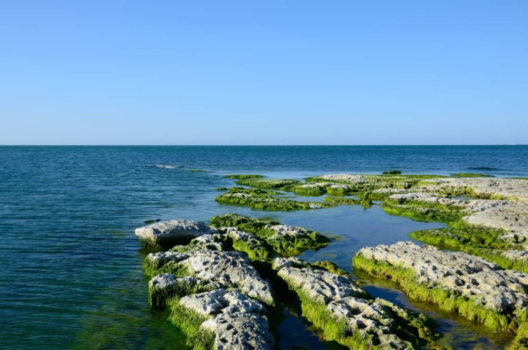 Rocky Coast Caspian Sea Covered With Algae Summer